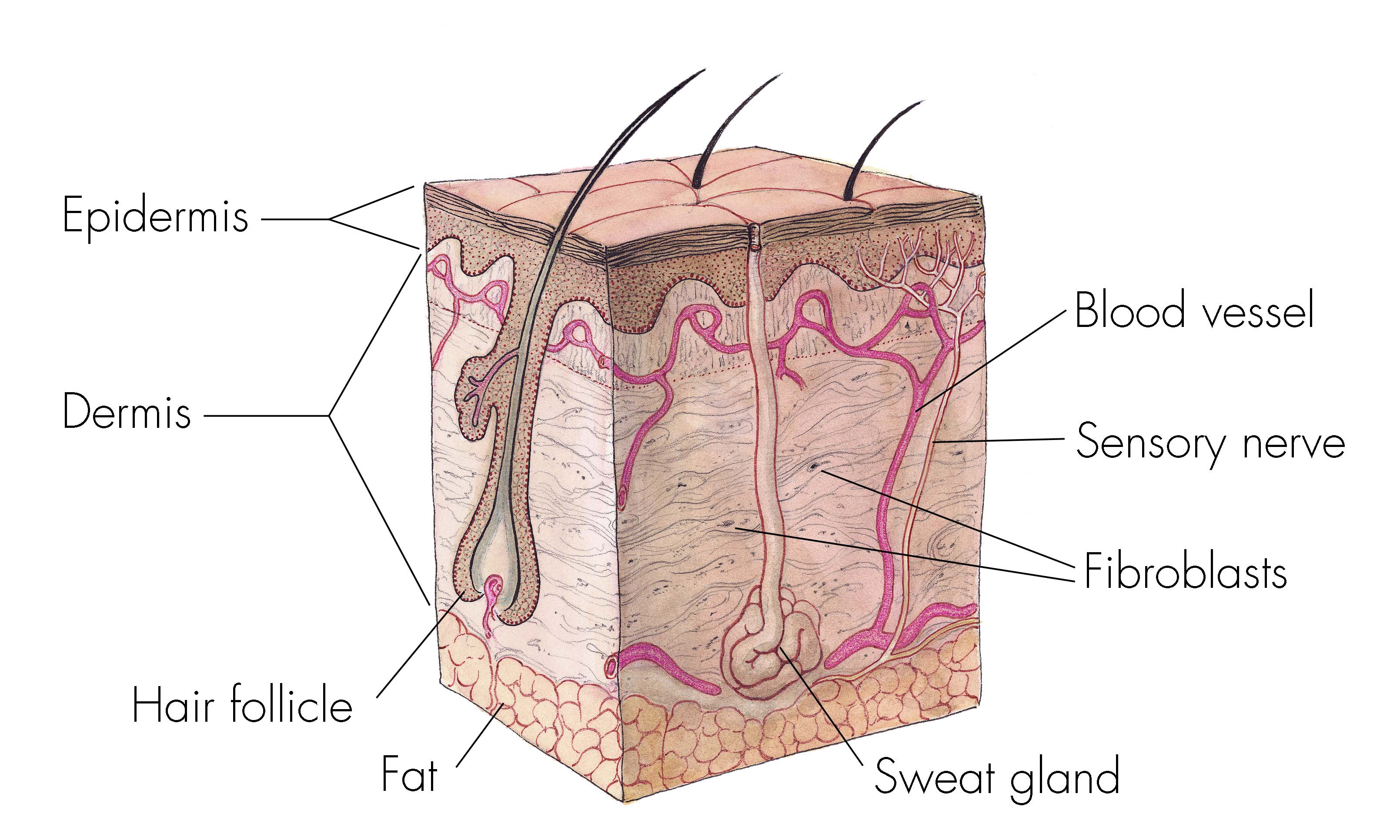 How does the outer layer of skin cells on my finger detect when I am touching an object