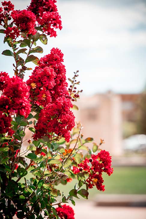Eternal Flame Flowers