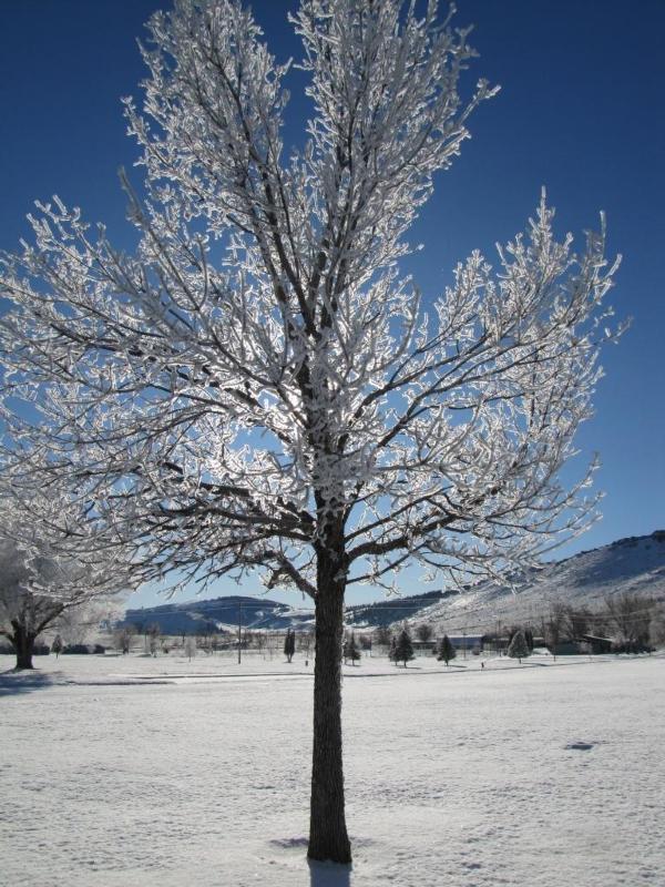 frozen tree