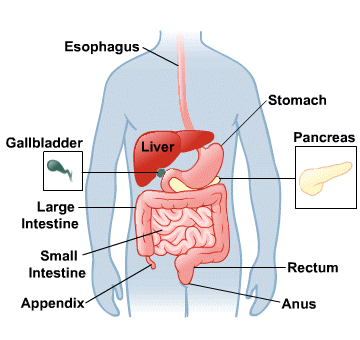 Digestivesystem 
