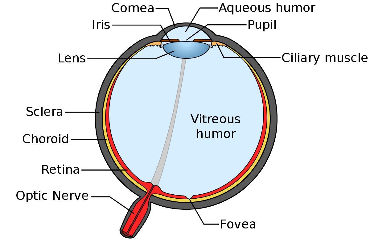 anatomie van het menselijk oog