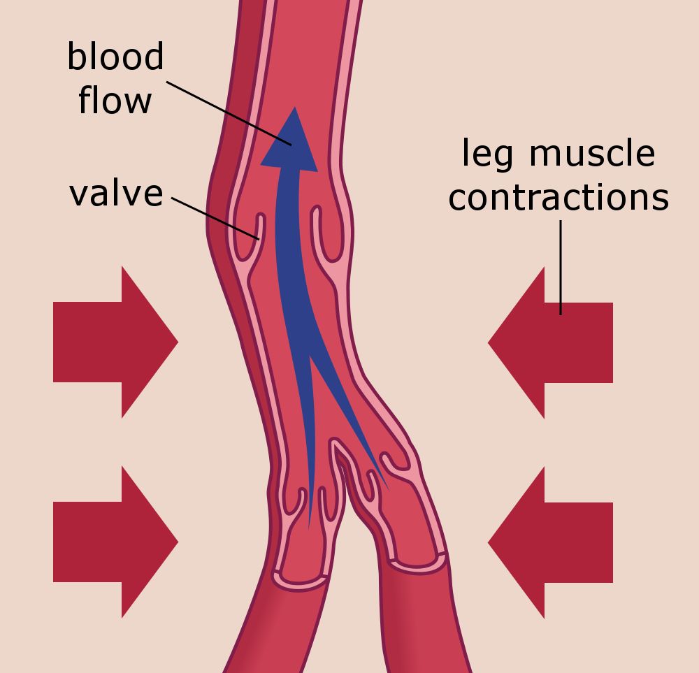 Blood circulation in the veins