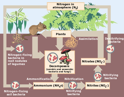 How do plants get their nitrogen from the air? | Science Questions with  Surprising Answers