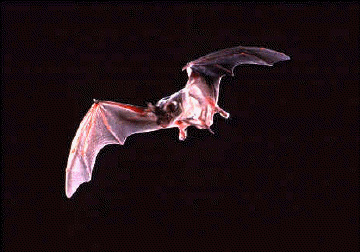 Why are bats blind? | Science Questions with Surprising Answers