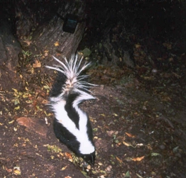 Treatment for skunk outlet spray