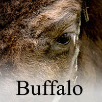 buffalo photo