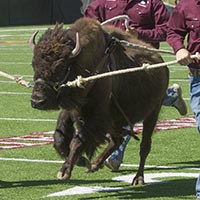 photos of live mascot