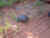 Texas_tortoise.JPG (132497 bytes)