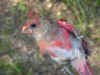 mistnet_cardinal2.JPG (85679 bytes)