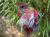 mistnet_cardinal.jpg (94864 bytes)