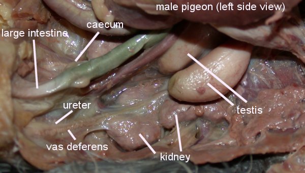 bird dissection